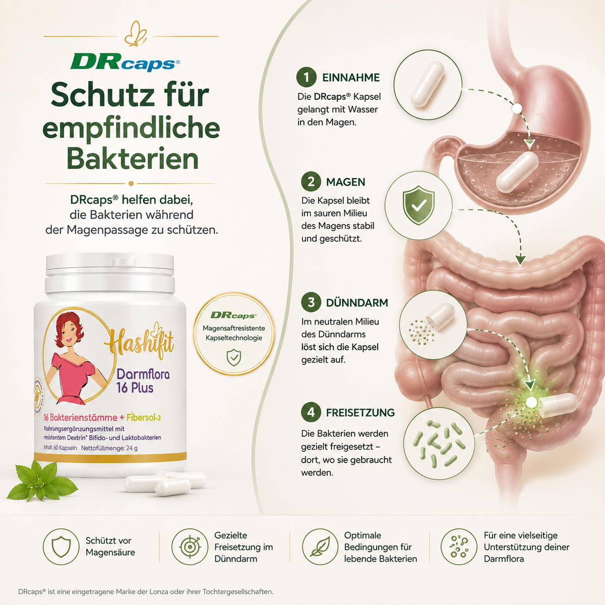 Darstellung der DRcaps® Kapseltechnologie von Darmflora 16 Plus und der gezielten Freisetzung der Bakterien im Dünndarm.
