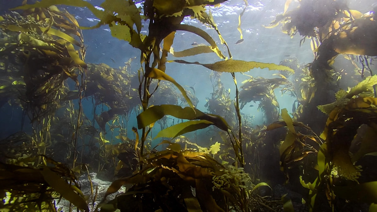 Kelp-Algen im Meer als natürliche Quelle für Jod und sanfte Schilddrüsenunterstützung bei Hashimoto.