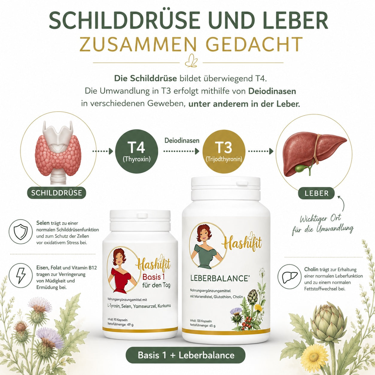 Grafische Darstellung der Umwandlung von T4 zu T3 mithilfe von Deiodinasen in verschiedenen Geweben, unter anderem in der Leber. Mit Hashifit Basis 1 und Leberbalance als Bestandteil des Hashifit Systems.