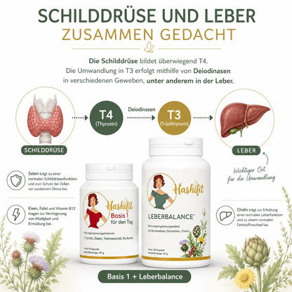 Grafische Darstellung der Umwandlung von T4 zu T3 mithilfe von Deiodinasen in verschiedenen Geweben, unter anderem in der Leber. Mit Hashifit Basis 1 und Leberbalance als Bestandteil des Hashifit Systems.