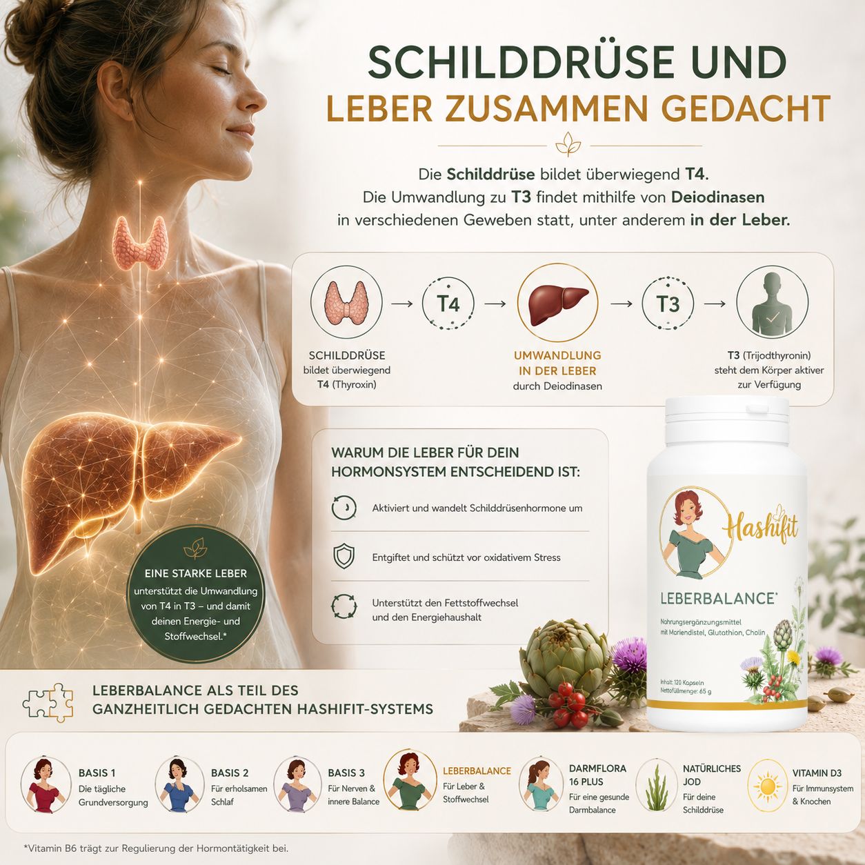 Grafische Darstellung der Umwandlung von Schilddrüsenhormon T4 zu T3 unter Beteiligung der Leber sowie Hashifit Leberbalance als Bestandteil des ganzheitlich gedachten Hashifit Systems.