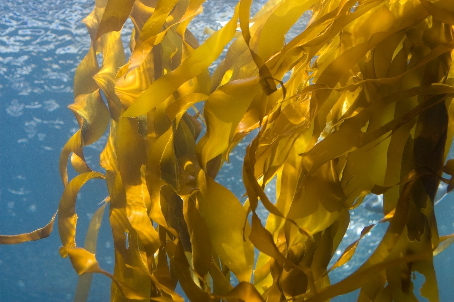 Natürliche Braunalgen – Quelle für sanft dosiertes Jod aus Kelp